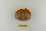 藏品(卷折饅頭蟹)的圖片